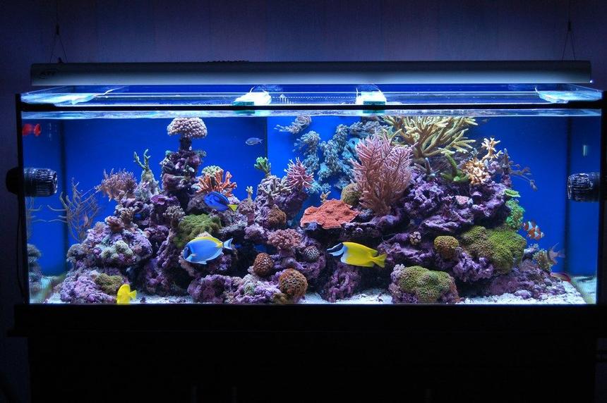 Rated #4: 100 Gallons Reef Tank - Latest Pics Of My One year old Reef Tank