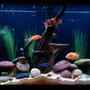 60 gallons freshwater fish tank (mostly fish and non-living decorations) - Lets see some good ratings! Come on! Haha