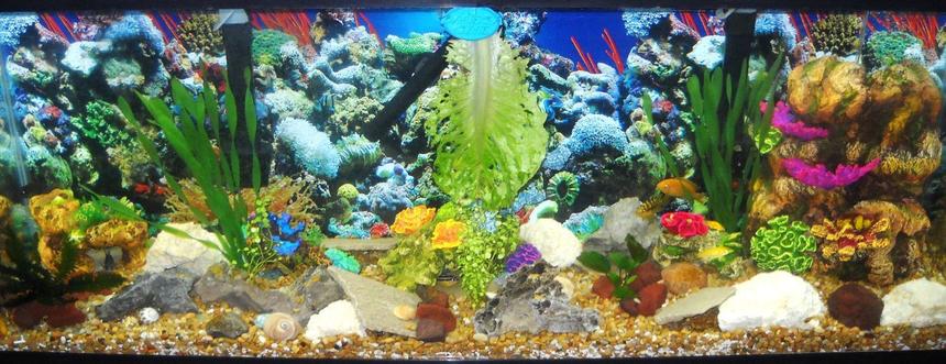 Rated #92: 55 Gallons Reef Tank - 55g african cichlid