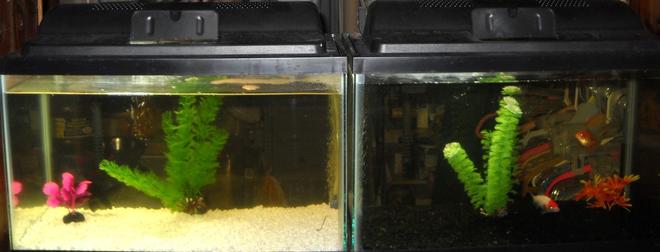 55 gallons freshwater fish tank (mostly fish and non-living decorations) - 2-10g goldfish in entranceway window to laundry room