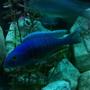 freshwater fish - sciaenochromis ahli - electric blue cichlid stocking in 55 gallons tank - Electric Blue