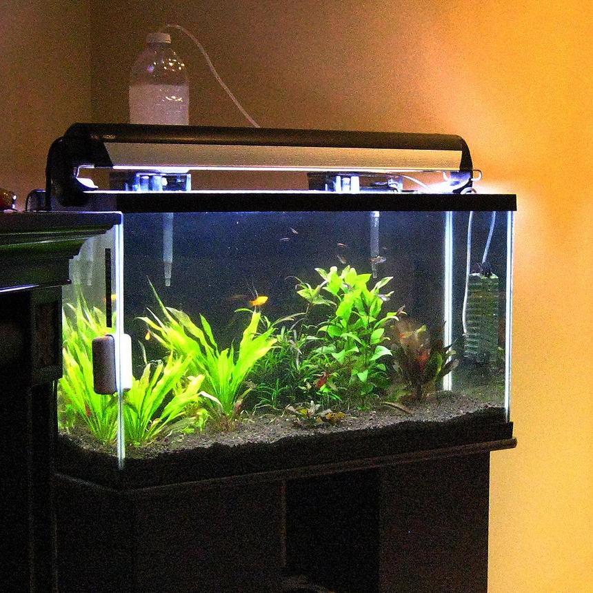 Rated #125: 36 Gallons Planted Tank - My 1 year old 36 gallon planted tank