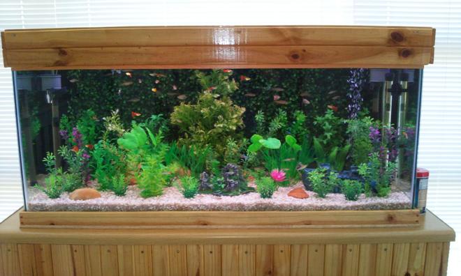 65 gallons planted tank (mostly live plants and fish) - The front view of my tank.