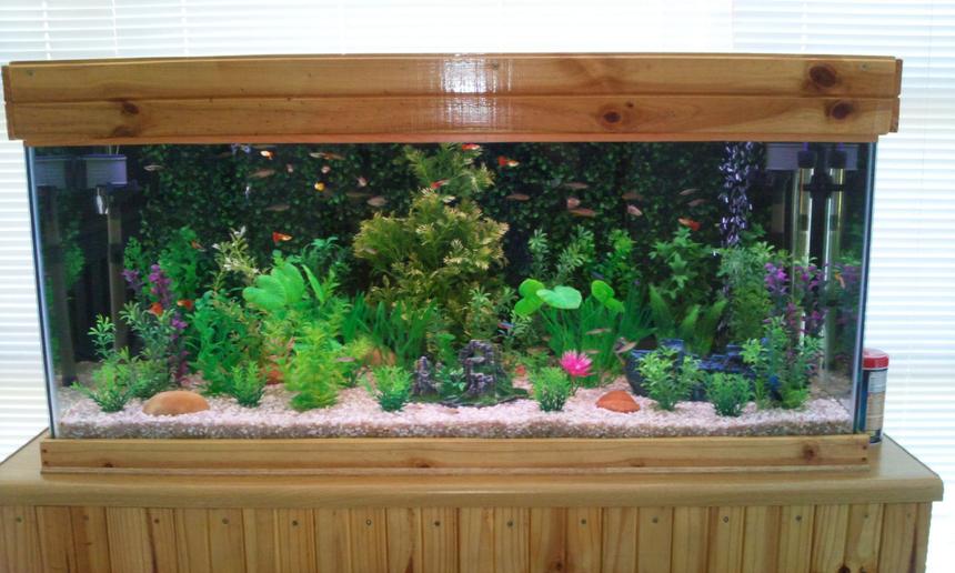Rated #124: 65 Gallons Planted Tank - The front view of my tank.