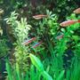 fish tank picture - My Cloud tail & Cardinal Tetra's