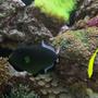 fish tank picture - Pink Tail Trigger and Sea Apple