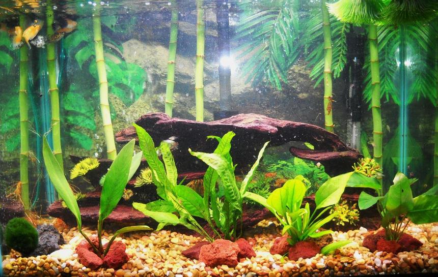 Rated #1693: 55 Gallons Planted Tank - 20g planted
brackish 
assorted mollies
driftwood
lava rocks
-what rating would you give this tank?-