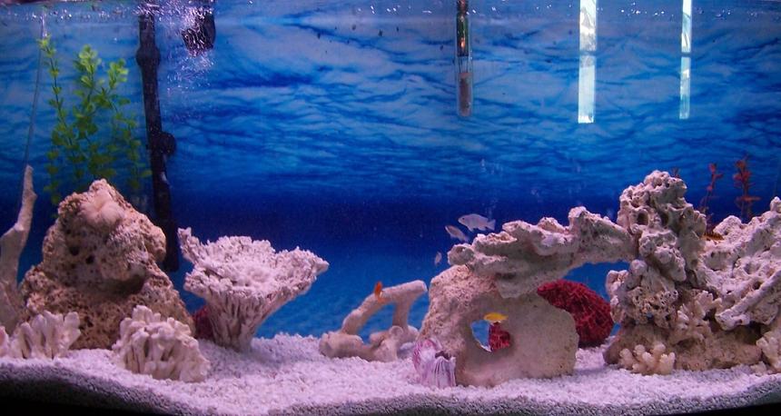 Rated #103: 75 Gallons Freshwater Fish Tank - Our tank