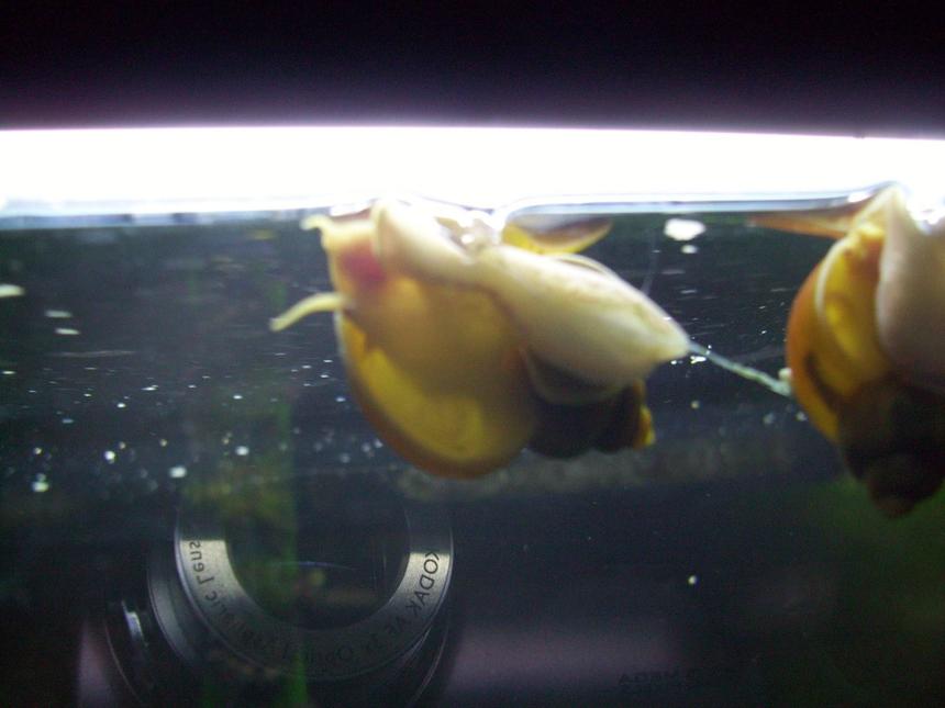 Rated #11: Corals Inverts - Pomacea Bridgesii - Golden Apple Snail Stocking In 55 Gallons Tank - Gold Mystery Snail