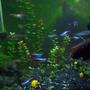 fish tank picture - Tetras