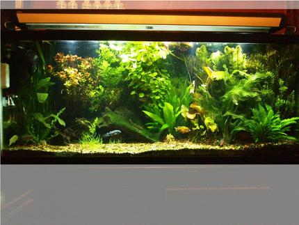 55 gallons planted tank (mostly live plants and fish) - My planted tank.