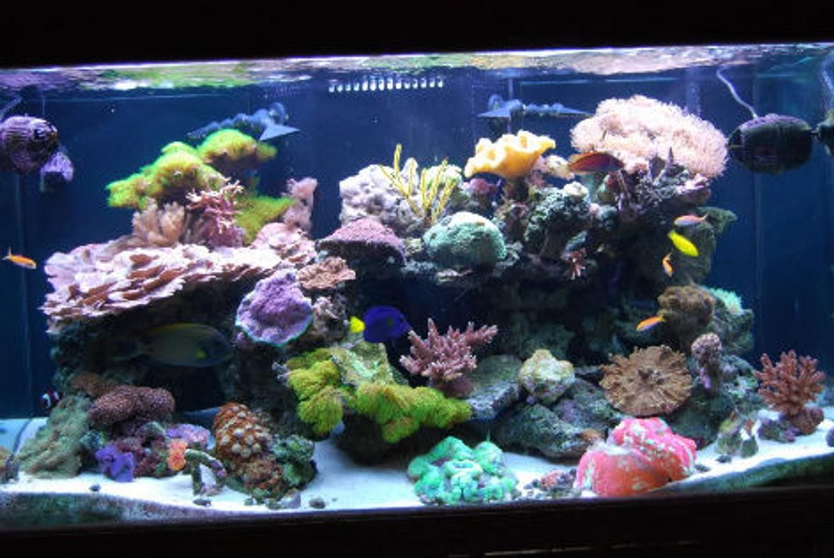 120 gallons reef tank (mostly live coral and fish) - 120g reef tank