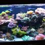 120 gallons reef tank (mostly live coral and fish) - 120g reef tank