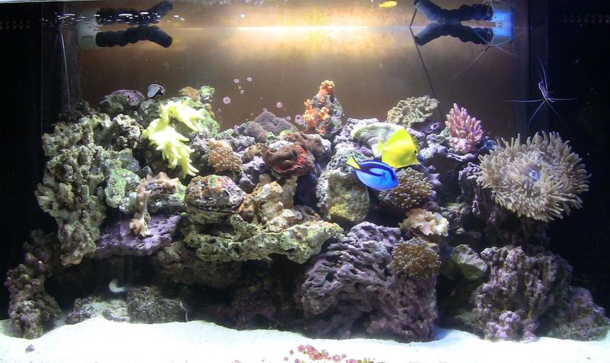 Rated #64: 90 Gallons Reef Tank - 90g truvu acrylic tank with 30g show refugium housing seahorse and several variety of pods. 2x 150 15k and 20k mh. Live rocks/sand/argonite..sps, lps, polyps, soft corals, mushroom, and anemone.