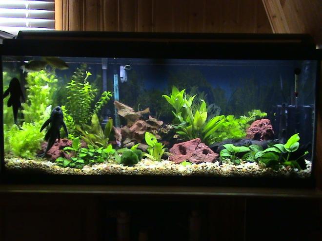 55 gallons planted tank (mostly live plants and fish) - my tank