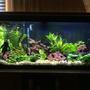 55 gallons planted tank (mostly live plants and fish) - my tank