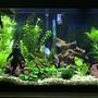 fish tank picture - left side