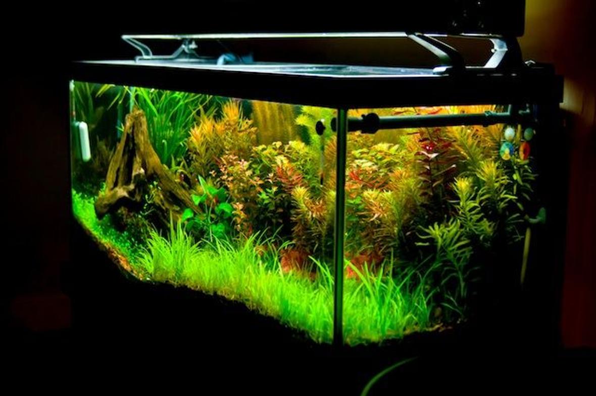 75 gallons planted tank (mostly live plants and fish) - 2011 planted tank