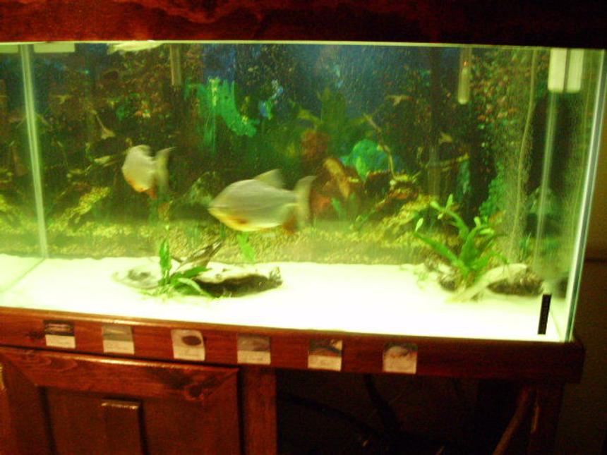 Rated #285: 90 Gallons Freshwater Fish Tank - stingray in lower right. picture quality terrible. eels are hiding under wood. 90 gallon fresh water.
