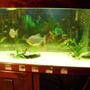 90 gallons freshwater fish tank (mostly fish and non-living decorations) - stingray in lower right. picture quality terrible. eels are hiding under wood. 90 gallon fresh water.