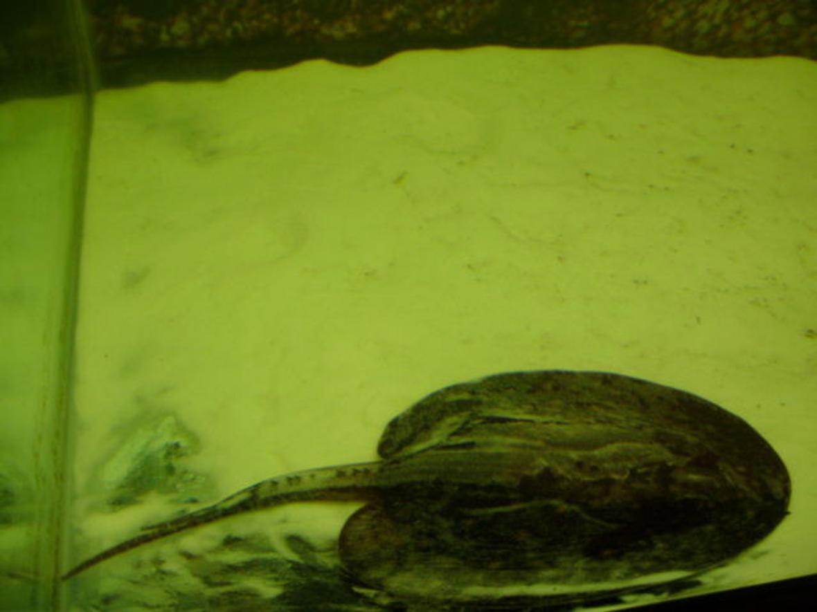 saltwater fish - potamotrygon motoro - motoro stingray stocking in 90 gallons tank - my motoro stingray, stinger.