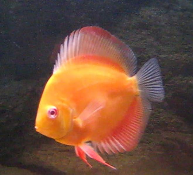 freshwater fish - symphysodon sp. - red marlboro discus stocking in 80 gallons tank