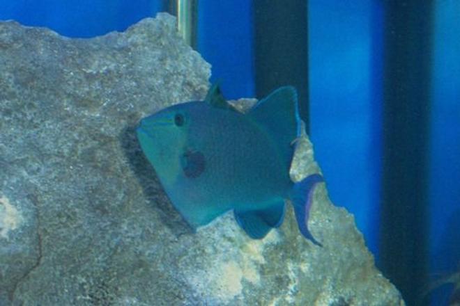 saltwater fish - odonus niger - niger triggerfish stocking in 180 gallons tank - Niger Trigger