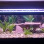 40 gallons planted tank (mostly live plants and fish) - This is a 40 gallon breeder tank. A clown knife fish resides in the tank and soon it will be joined by a few cichlids. There are 6 live plants flourishing in the tank and I created realistic hiding spots out of flagstone rock. The tank is heated to about 78 degrees and is filtered using a Fluval 205 canister filter. It looks great!