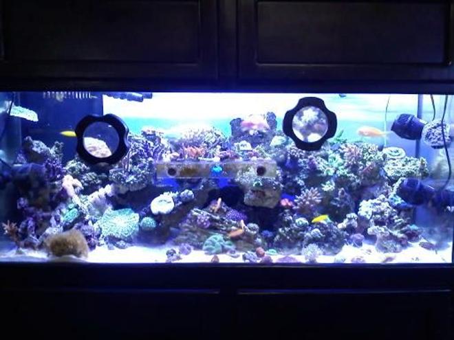 75 gallons reef tank (mostly live coral and fish) - my baby