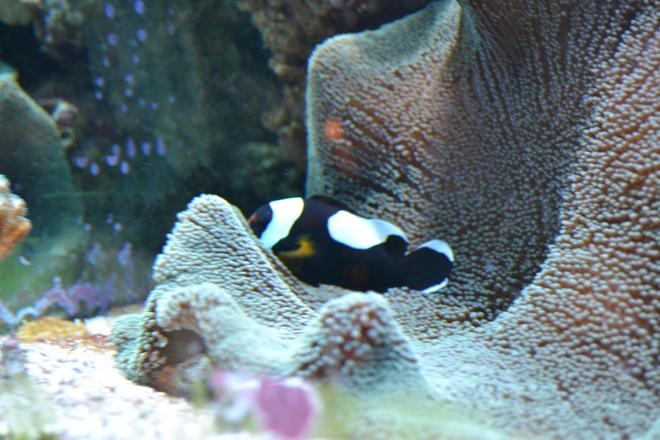 corals inverts - stichodactyla haddoni - haddon's carpet anemone, green stocking in 210 gallons tank - Black Saddleback Clown hosting green carpet anemone