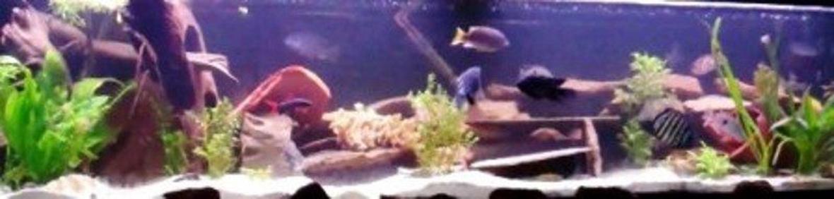 55 gallons planted tank (mostly live plants and fish) - 125 gallon Psycho mixed cichlid tank. Still, as all tanks, a work in progress. 21 different kinds 2 rainbow sharks one that is 6" one cherry loach still alive a 12" bala shark! random