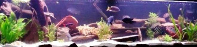 55 gallons planted tank (mostly live plants and fish) - 125 gallon Psycho mixed cichlid tank. Still, as all tanks, a work in progress. 21 different kinds 2 rainbow sharks one that is 6" one cherry loach still alive a 12" bala shark! random