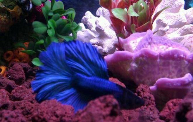 freshwater fish - betta splendens - halfmoon betta stocking in 110 gallons tank - Betta