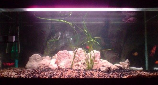 75 gallons freshwater fish tank (mostly fish and non-living decorations) - my oscars tank