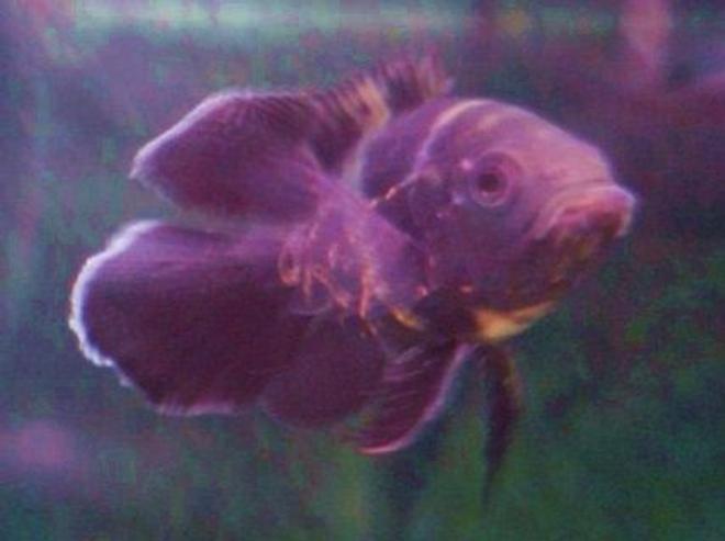 freshwater fish - astronotus ocellatus - tiger oscar stocking in 75 gallons tank - oscar himself