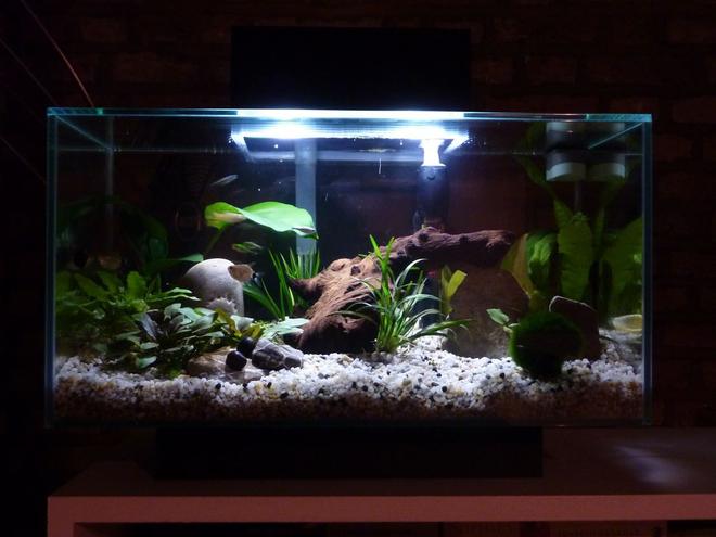 6 gallons planted tank (mostly live plants and fish) - First tank, second week.