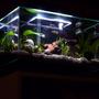 fish tank picture - The Edge.