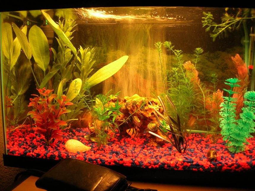 Rated #266: 10 Gallons Freshwater Fish Tank - 10 gallon with 4 Tiger Barbs, 2 Ghost Shrimp, and 1 Black Mystery Snail.