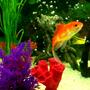 fish tank picture - Gold Fish