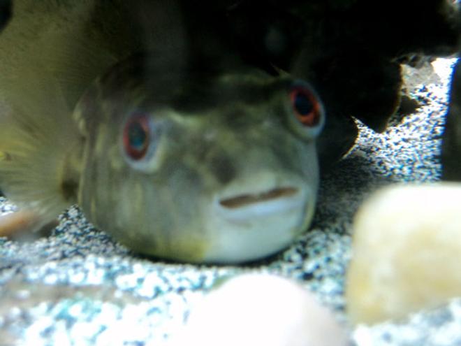 freshwater fish - tetraodon lineatus - fahaka puffer stocking in 90 gallons tank - Fahaka Puffer
Globe Fish