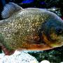 freshwater fish - pygocentrus nattereri - redbellied pirhana stocking in 90 gallons tank - Red Belly Pirana