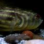 freshwater fish - tetraodon lineatus - fahaka puffer stocking in 90 gallons tank - Fahaka Puffer Globe Fish