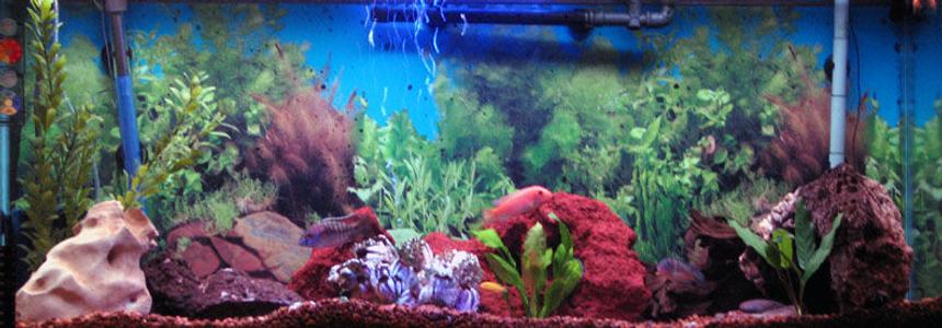 Rated #147: 55 Gallons Freshwater Fish Tank - My 55 gallon aquarium