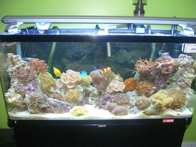 57 gallons reef tank (mostly live coral and fish) - New Upload: 08/03/2011 
Tank size: 4L, 1.25W, 1.5H 
Using Canister pam, T5 light, protein skimmer, surface skimmer and resum chiller.  Currently this tank was fresh water fish, but now i change it to marine and have to reused what existing equipment. Canister not really suitable for marine. But here u can see cheep things also worth for the good one.