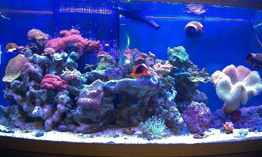 Rated #34: 72 Gallons Reef Tank - Reef Tank