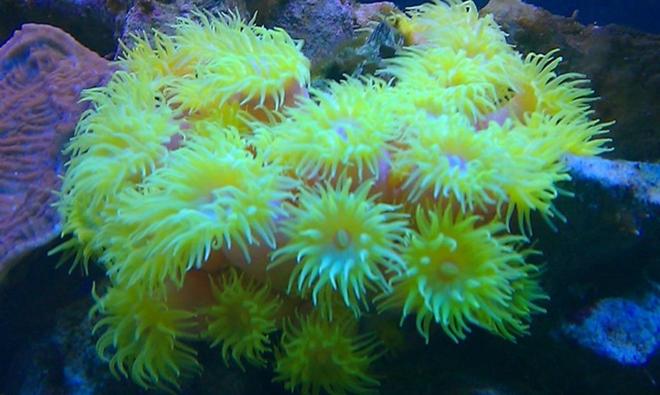 corals inverts - tubastrea faulkneri - yellow sun coral stocking in 72 gallons tank - Sun Coral
