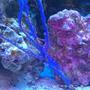 corals inverts - acanthogorgia sp. - blue sea fan stocking in 72 gallons tank - Uhhh, Blue Stick?