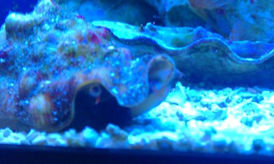 corals inverts - strombus alatus - fighting conch stocking in 72 gallons tank - Carlton the Conch