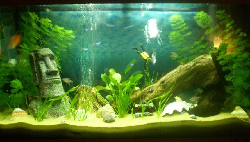 Rated #133: 33 Gallons Planted Tank - juwel 125 planted in progress