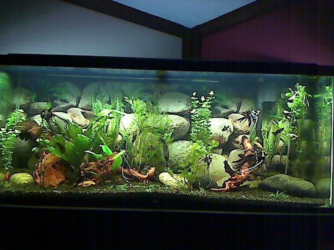 55 gallons planted tank (mostly live plants and fish) - This is my tank!  It is very relaxing and I love it!